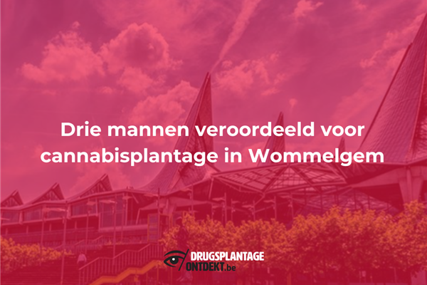 Wommelgem - Drie mannen veroordeeld voor cannabisplantage